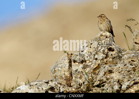 Rock sparrow (Passer petronia, Petronia petronia), seduta su una roccia, Turchia, Nigde, Nemrut Dagi, Karadut Foto Stock