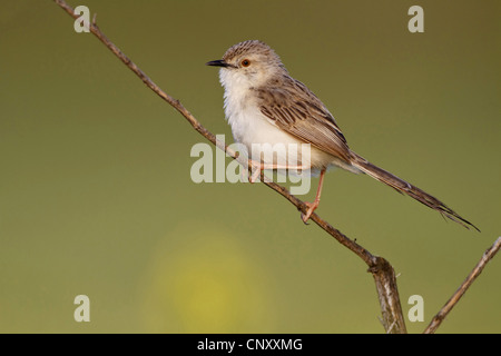 Grazioso trillo (Prinia gracilis), seduto su un ramo, Turchia, Sanliurfa, Birecik Ghiaia, Birecik Foto Stock