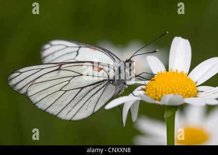 Nero-bianco venato (Aporia crataegi), aspirando il nettare a Marguerite, Germania Foto Stock