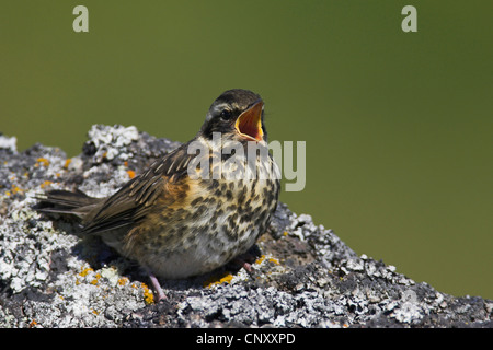 Redwing (Turdus iliacus), chiamando squeaker, Islanda, Myvatn Foto Stock