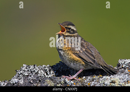 Redwing (Turdus iliacus), chiamando squeaker, Islanda, Myvatn Foto Stock