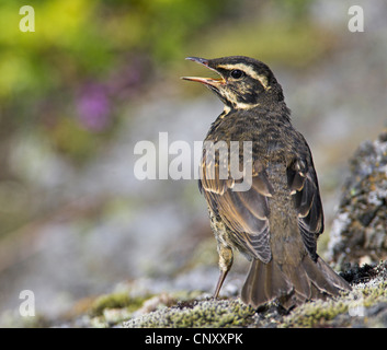 Redwing (Turdus iliacus), chiamando squeaker, Islanda, Myvatn Foto Stock