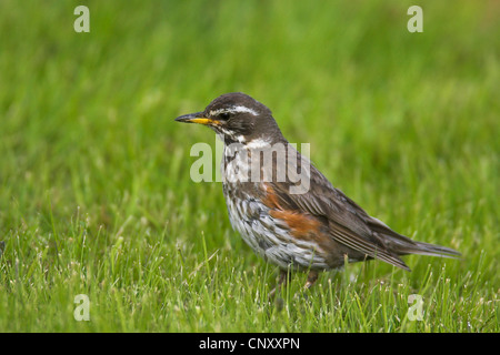 Redwing (Turdus iliacus), seduta in erba, Islanda, Kap Dyrholaey Foto Stock