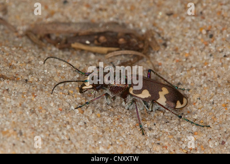 Dune tiger beetle (Cicindela hybrida), sulla sabbia, Germania Foto Stock