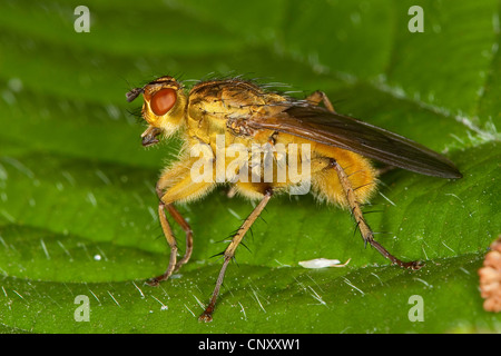 Giallo (dungfly Scathophaga stercoraria, Scatophaga stercoraria), seduta su una foglia, Germania Foto Stock