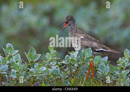 Comune (redshank Tringa totanus), chiamando, Islanda, Myvatn Foto Stock