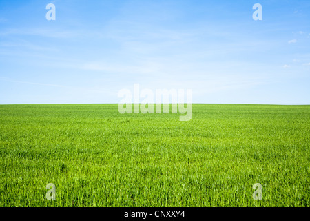 Svuotare il campo di erba con cielo blu Foto Stock