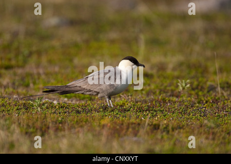 Long-tailed skua (Stercorarius longicaudus), Germania Foto Stock
