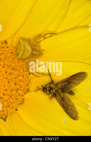 Il ragno granchio (Thomisus onustus), femmina con la preda, Germania Foto Stock