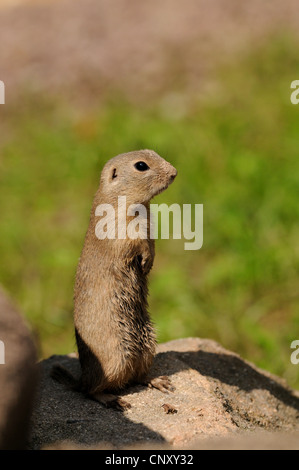 Terreno europeo lo scoiattolo, suslik europea, souslik europeo (Citellus citellus, Spermophilus citellus), in piedi state edificate su una collina del suolo Foto Stock
