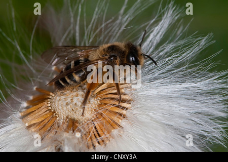 Giallo-zampe ape di data mining, giallo-gambe di data mining bee (Andrena flavipes), seduta su una fruttificazione di compositae, Germania Foto Stock