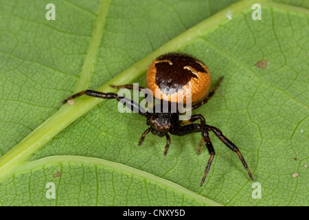 Granchio rosso Spider (Synema globosum, Synaema globosum), seduta su una foglia, Germania Foto Stock