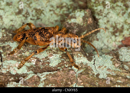 Rhagium sycophanta (Rhagium sycophanta), Germania Foto Stock