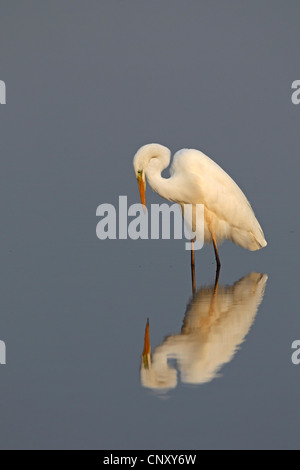 Airone bianco maggiore, Airone bianco maggiore (Egretta alba, Casmerodius Albus, Ardea alba), sull'alimentazione, Paesi Bassi, Lemmer Foto Stock