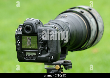 Il gatto domestico, il gatto di casa (Felis silvestris f. catus), in un prato, nel display di una fotocamera reflex a obiettivo singolo Foto Stock