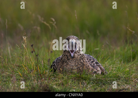 Grande skua (Stercorarius skua, Catharacta skua)), allevamento, chiamando, Islanda, Fagurholsmyr Foto Stock