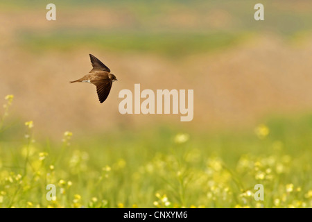 Sabbia martin (Riparia Riparia) volando su un prato, Turchia, Sanliurfa, Birecik Ghiaia, Birecik Foto Stock