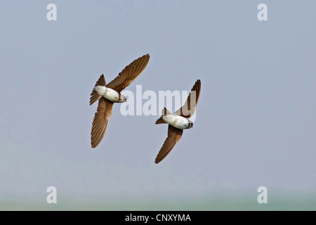 Sabbia martin (Riparia Riparia), due sand martins battenti, Turchia, Sanliurfa, Birecik Ghiaia, Birecik Foto Stock