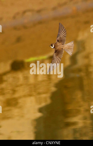 Sabbia martin (Riparia Riparia), volare, Turchia, Sanliurfa, Birecik Ghiaia Foto Stock