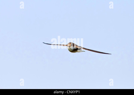 Sabbia martin (Riparia Riparia), volare, Turchia, Sanliurfa, Birecik Ghiaia, Birecik Foto Stock