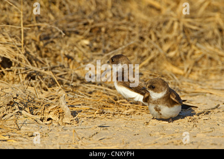 Sabbia martin (Riparia Riparia), coppia seduta sul terreno, Turchia, Sanliurfa, Birecik Ghiaia Foto Stock