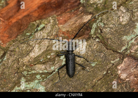 Il faggio capricorno beetle, piccole botti capricorno beetle (Cerambyx scopolii), seduto sulla corteccia, Germania Foto Stock