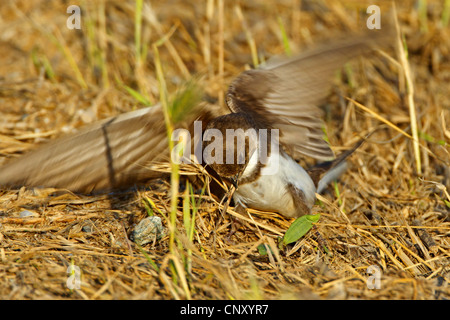 Sabbia martin (Riparia Riparia), seduta sul terreno di svolazzamento ali, Turchia, Sanliurfa, Birecik Ghiaia, Birecik Foto Stock