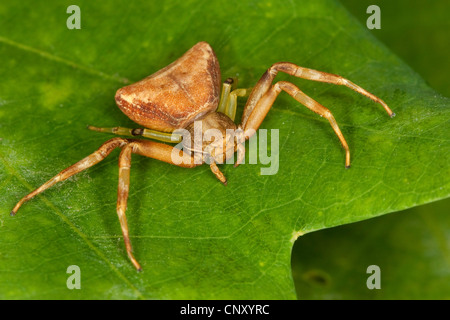 Il ragno granchio (Pistius truncatus), femmina, Germania Foto Stock