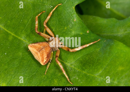 Il ragno granchio (Pistius truncatus), femmina, Germania Foto Stock