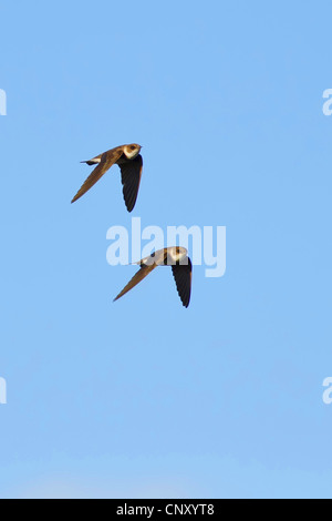 Sabbia martin (Riparia Riparia), due sand martins nel cielo, Turchia, Sanliurfa, Birecik Ghiaia Foto Stock