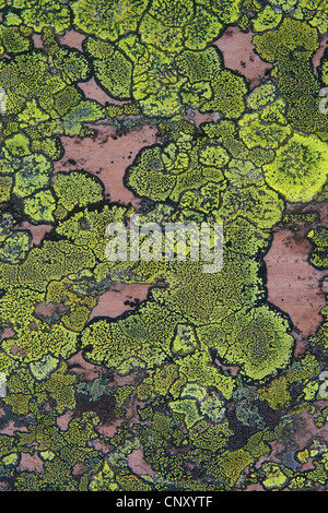 Mappa lichen (Rhizocarpon geographicum), crustose lichenes su una roccia, Germania Foto Stock