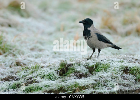 Cornacchia mantellata (Corvus corone cornix), seduta sul terreno di Feldberger Seenlandschaft in inverno, Germania, Meclemburgo-Pomerania Occidentale Foto Stock