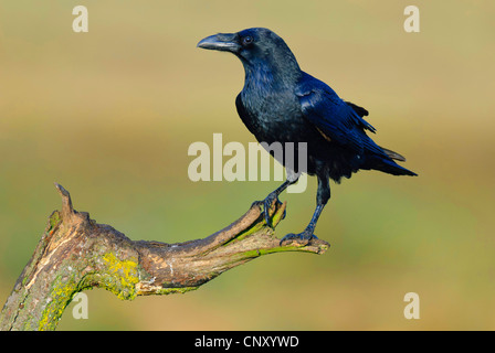 Comune di corvo imperiale (Corvus corax), seduto su un ramo, Germania, Meclemburgo-Pomerania, Feldberger Seenlandschaft, Meckl Foto Stock