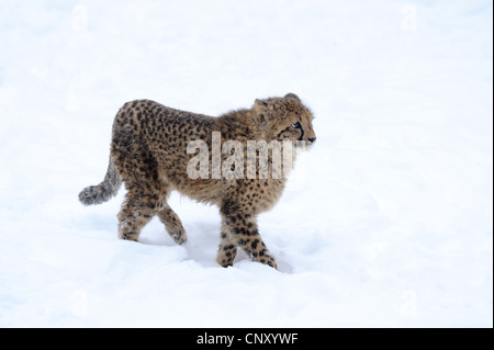 Ghepardo (Acinonyx jubatus), a piedi attraverso un campo di neve con la pelliccia arruffata fino Foto Stock