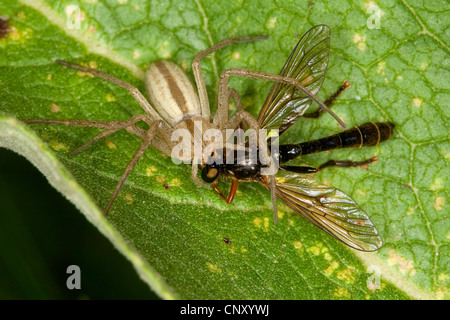 Esecuzione di ragno granchio, philodromid, philodromid spider (Tibellus oblongus), con la preda, Germania Foto Stock