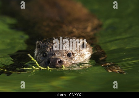 Unione Lontra di fiume, Lontra europea, lontra (Lutra lutra), nuoto con un ramoscello in bocca per il rivestimento di sua caverna, Germania Foto Stock
