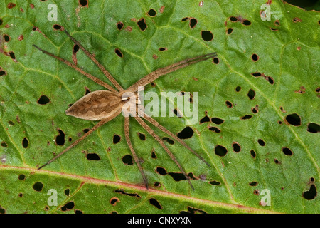 Vivaio spider web, fantastica pesca spider (Pisaura mirabilis), seduta su una foglia, Germania Foto Stock