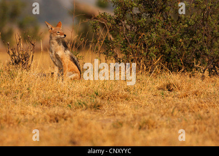 Nero-backed jackal (Canis mesomelas), maschio in seduta la savana accanto a boccole, Botswana Chobe National Park Foto Stock