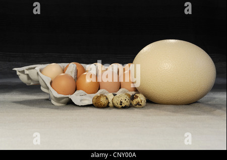 Uovo di struzzo, gallina uova di quaglia e uova di accanto a ciascun altro Foto Stock