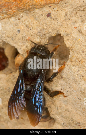 Parete bee, mason bee (Megachile parietina, Chalicodoma parietina, Chalicodoma muraria), a cellule di allevamento, Germania Foto Stock