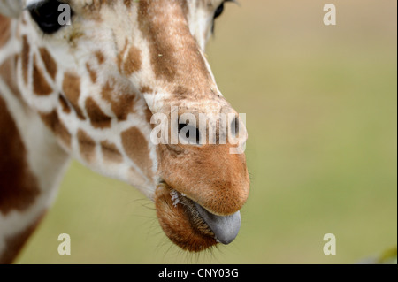 Giraffe reticolate (Giraffa camelopardalis reticulata), dover praticare la lingua di fuori Foto Stock