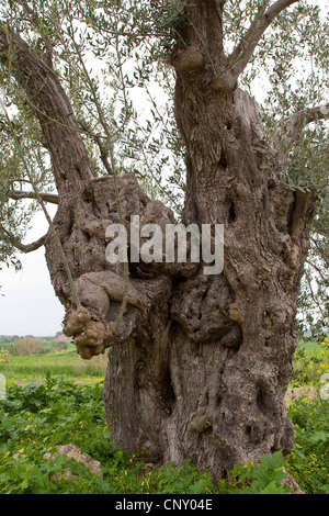 Albero di olivo (Olea europaea ssp. sativa), vecchio albero, Italia, Sicilia Foto Stock