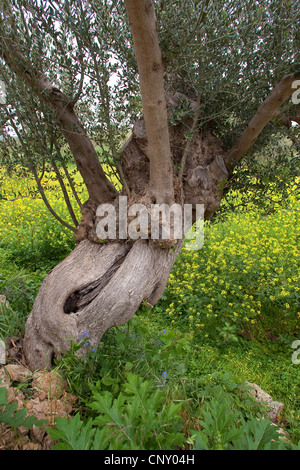 Albero di olivo (Olea europaea ssp. sativa), vecchio albero, Italia, Sicilia Foto Stock