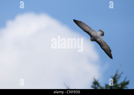 Falco pellegrino (Falco peregrinus), nel cielo, Germania Foto Stock