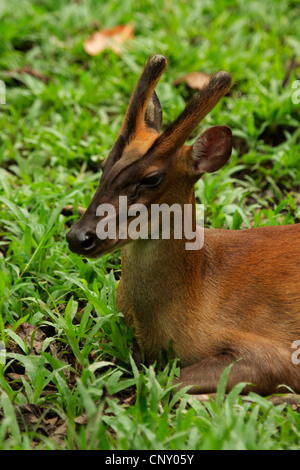 Rosso del sud Muntjac, Barking Deer, Bornean Red Muntjac, Muntjac indiano, Rosso Muntjac, Sundaland Red Muntjac (Muntiacus muntjak), maschio seduto tra le chiome delle piante, Malaysia, Sabah Kota Kinabalu Foto Stock