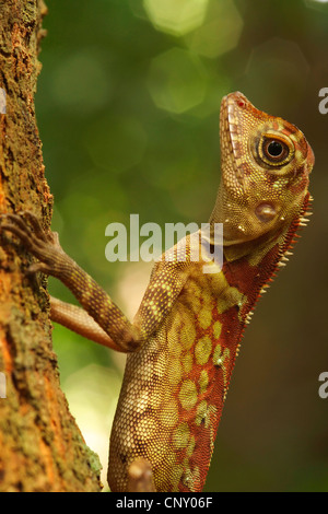 Borneo Anglehead Drago, Borneo Forest Dragon (Gonocephalus borneensis), femmina seduti su un tronco di albero, della Malaysia, di Sarawak, nel Borneo, Foto Stock