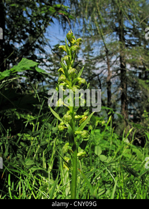Frog orchid (Coeloglossum viride), infiorescenza, in Germania, in Baviera Foto Stock