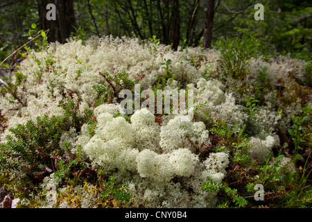 Star-punta licheni delle renne (Cladonia stellaris), Germania Foto Stock