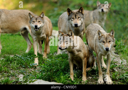 Legname lupo (Canis lupus lycaon), pack in piedi in un prato (NESSUNA AUTORIZZAZIONE PER LA CACCIA GLI ARGOMENTI). Foto Stock