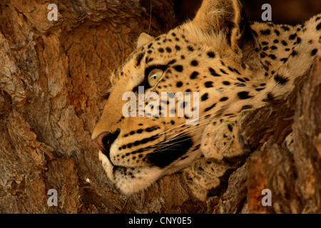 Leopard (Panthera pardus) giacente su un albero, ritratto, Sud Africa, Nordkap, Kgalagadi NP transfrontaliera, il Kalahari Foto Stock